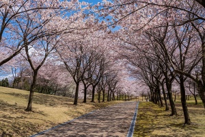 金沢市民のお花見スポット、桜の穴場名所８選