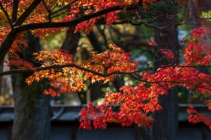 秋の金沢に行ったら絶対に見たい！とっておきの紅葉風景