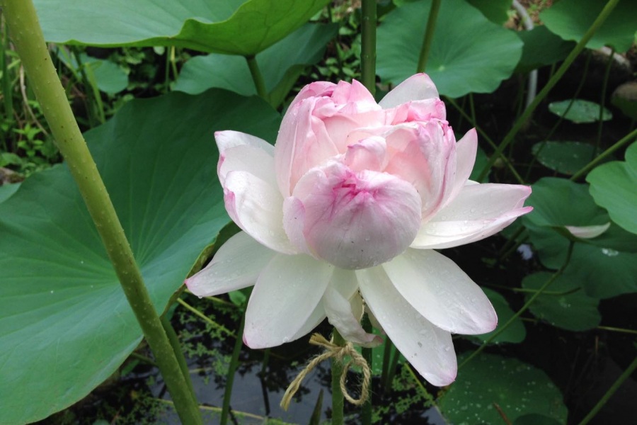 金沢には花の名所がたくさん 春夏秋冬 見逃せないお花スポット徹底ガイド 特集 公式 金沢の観光 旅行情報サイト 金沢旅物語 金沢には花の名所がたくさん 春夏秋冬 見逃せないお花スポット徹底ガイド 特集 公式 金沢の観光 旅行情報サイト 金沢旅物語