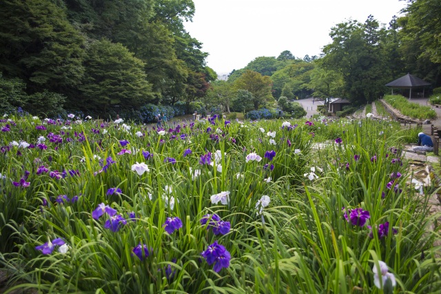 卯辰山花菖蒲園1