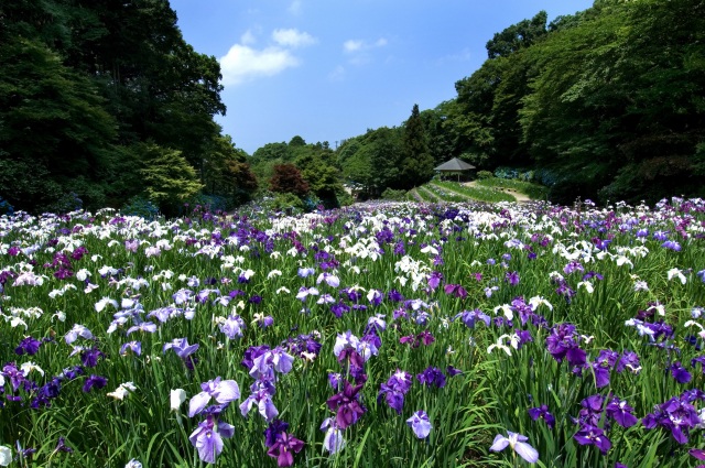 卯辰山花菖蒲園2