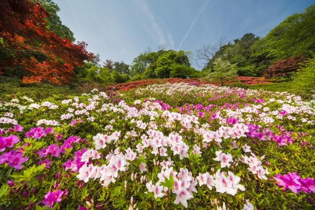 卯辰山花木園1