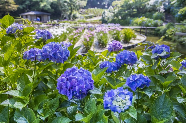 卯辰山花菖蒲園3