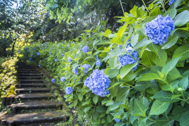 卯辰山花菖蒲園4