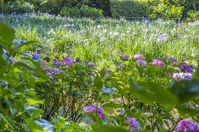 卯辰山花菖蒲園5