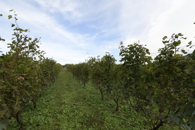Vin de la bocchi farm & winery　ブドウ畑
