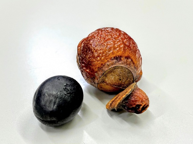 厄除けにも使われる無患子（むくろじ）を親玉に