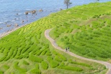白米千枚田　©石川県観光連盟