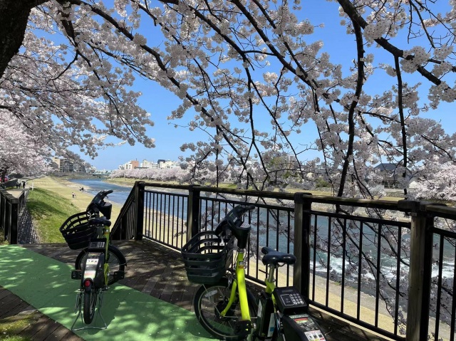 桜の季節の犀川
