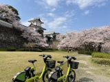 桜とサイクリング１