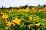 白山高山植物園　©白山市観光連盟