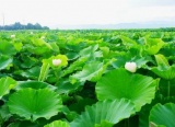 かれんな花が咲くレンコン畑
