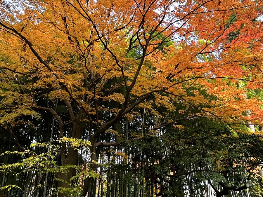 秋は竹林と紅葉のコントラストが美しい