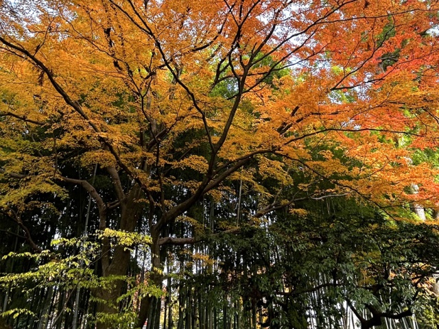 秋は竹林と紅葉のコントラストが美しい