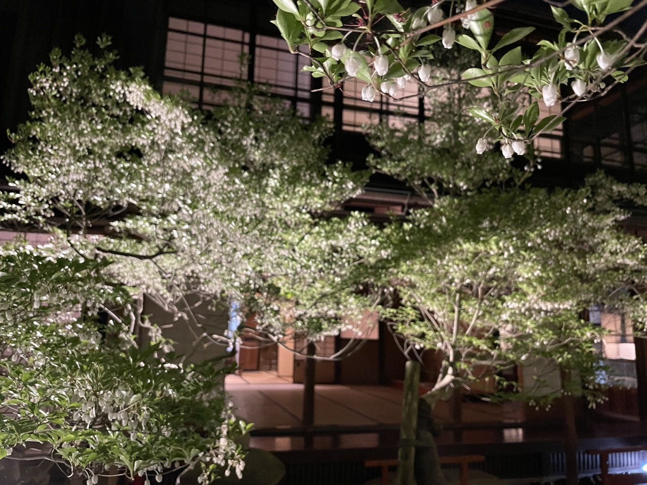 ドウダンツツジ