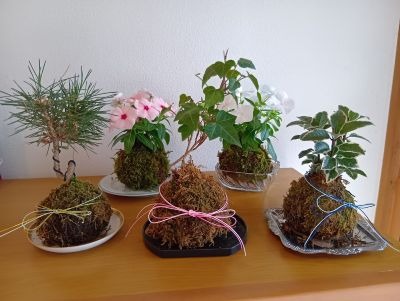 彩り豊かな苔玉の数々