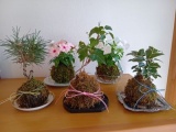彩り豊かな苔玉の数々