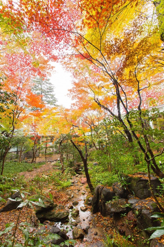 紅葉が色づき始める時期