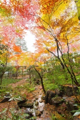 紅葉が色づき始める時期