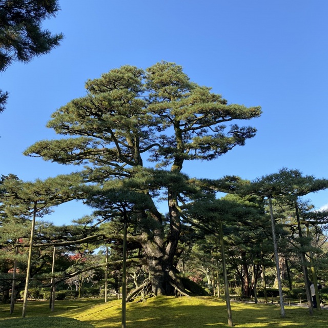 根上松