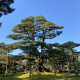 根上松