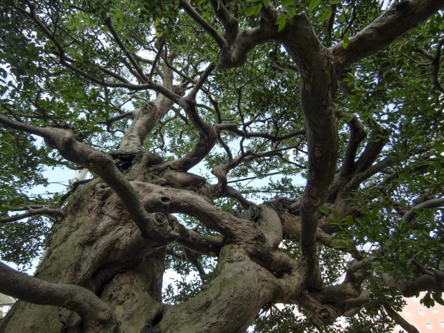 庭にある「ひょんの木」は樹齢200年以上の実在する木です。