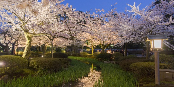 兼六園ライトアップ