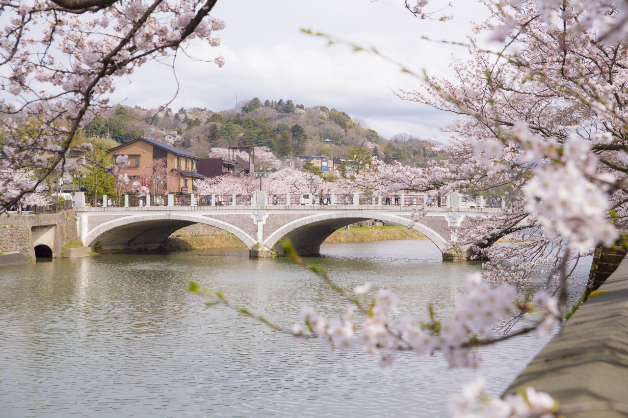 主計町茶屋街から満開の桜と浅野川大橋を望む