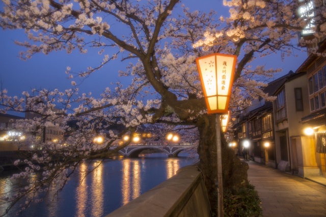 ライトアップされた満開の桜と主計町茶屋街
