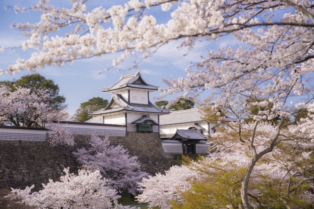 桜と石川門