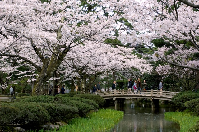 春には桜が辺り一面咲き渡る