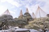 雪吊りは冬の金沢の風物詩