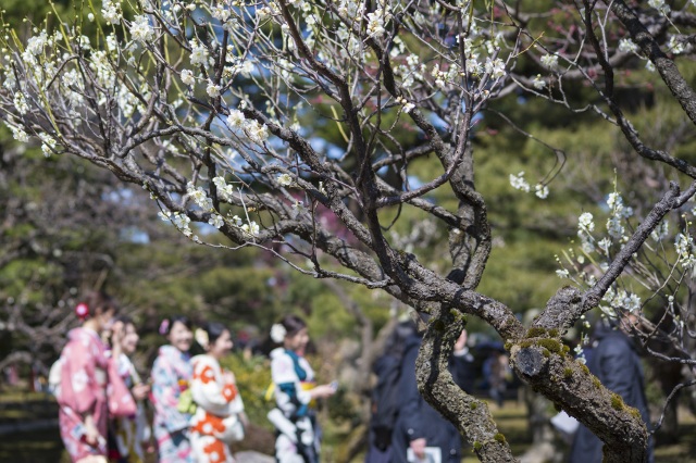 梅林には約200本の梅の木が植えられ、3月には紅白の花が咲き誇る