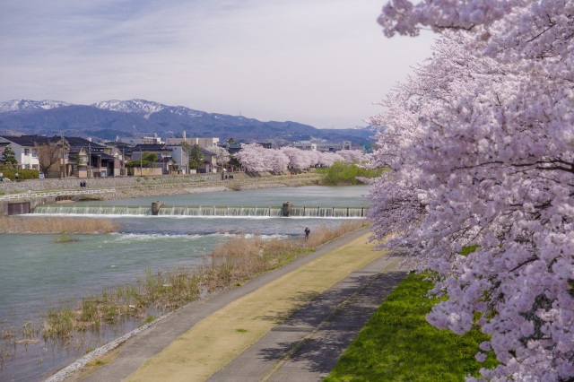 春の桜並木は必見！