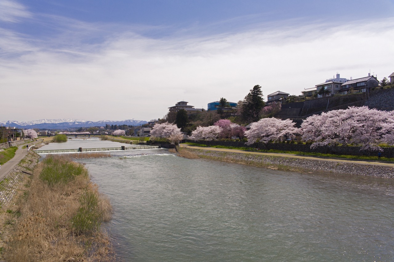 桜橋から桜並木を眺める