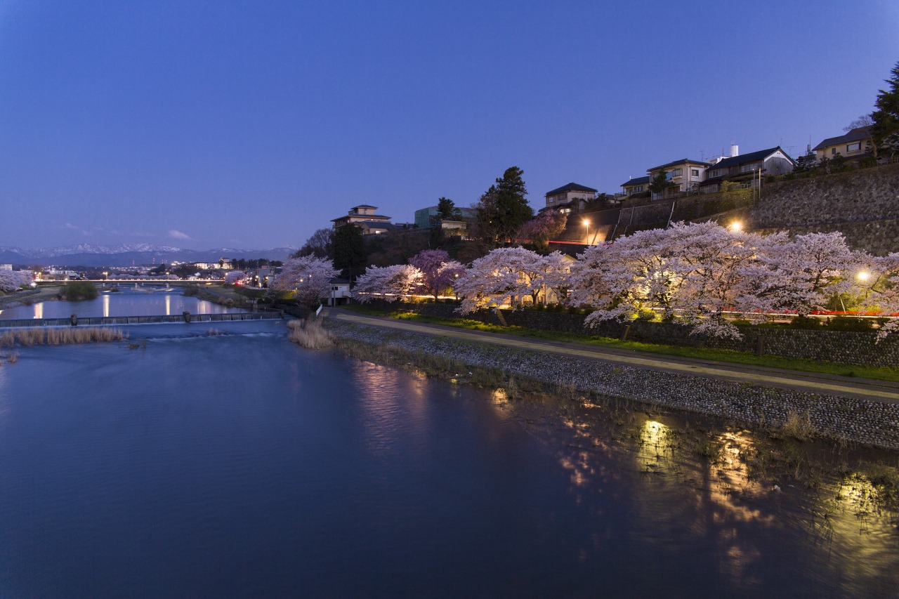 夜にはライトアップされた桜が幻想的な雰囲気を漂わす