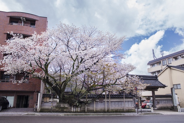 春には天然記念物の大桜が開花する松月寺