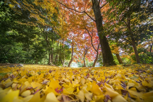 落葉が美しい紅葉時期の緑の小径