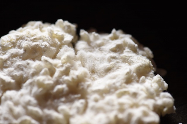 米糀　糀菌が発酵のスターターとしてはたらきます