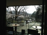 店内１階席からの花見風景