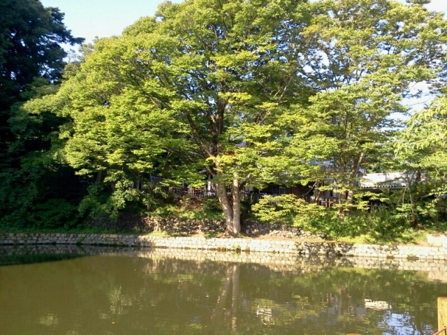 夏の深緑大手彫り