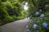 初夏にはあじさいが開花