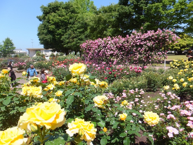 金沢南総合運動公園バラ園