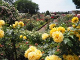 金沢南総合運動公園バラ園