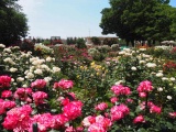 金沢南総合運動公園バラ園