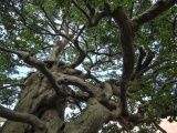 庭の「ひょんの木」は樹齢200年