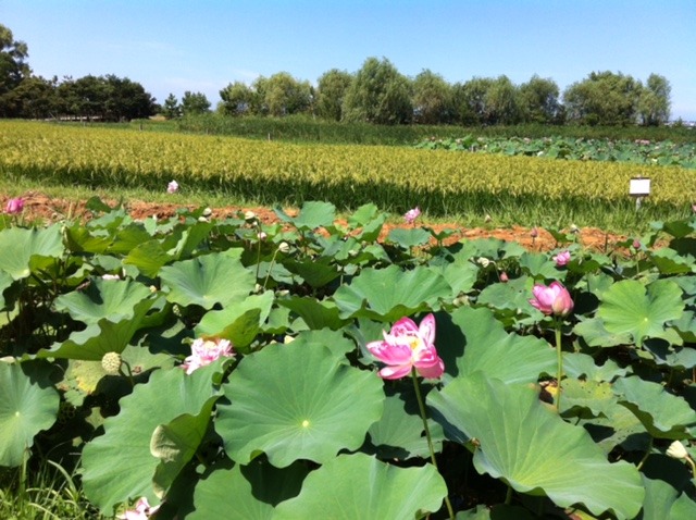 こ なん 水辺 公園