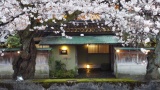 穂濤の玄関前、犀川べりの樹齢90年の大櫻