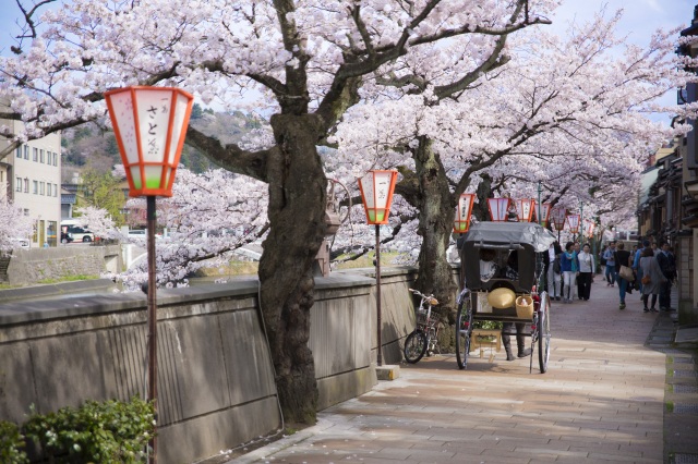 桜が咲く茶屋街