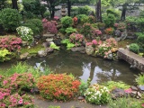 ツツジが満開の庭園